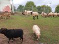 28.MB-Treff.de Treffen 2019 in Pirmasens - Brovning